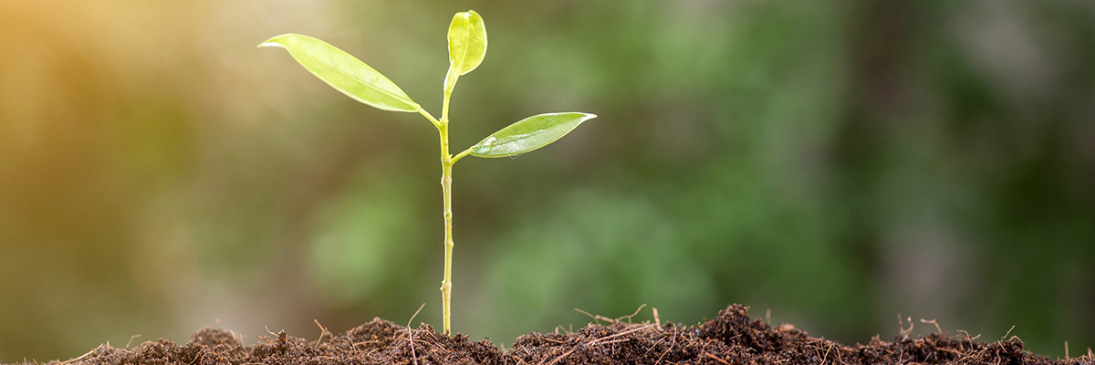 Plant growing in soil.